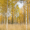 Beautiful Autumn Landscape with Vibrant Colors Backdrop