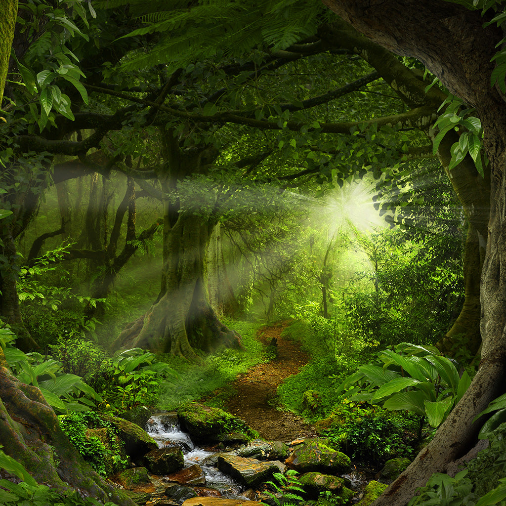 Deep Tropical Jungle Nature Backdrop