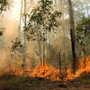 Bush Fire In Eucalyptus Forest