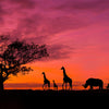 Panorama Silhouette Tree with Sunset Backdrop