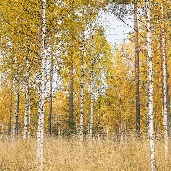 Beautiful Autumn Landscape with Vibrant Colors Background