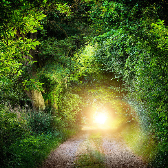 Beautiful Tunnel of Green Trees