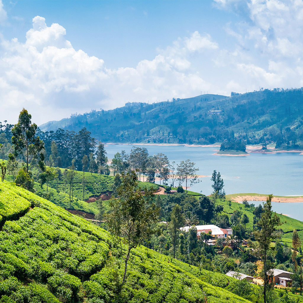 Tea Plantation Near Nuwara Eliya In Sri Lanka