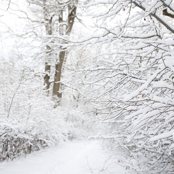 Snow White Forest Backdrop