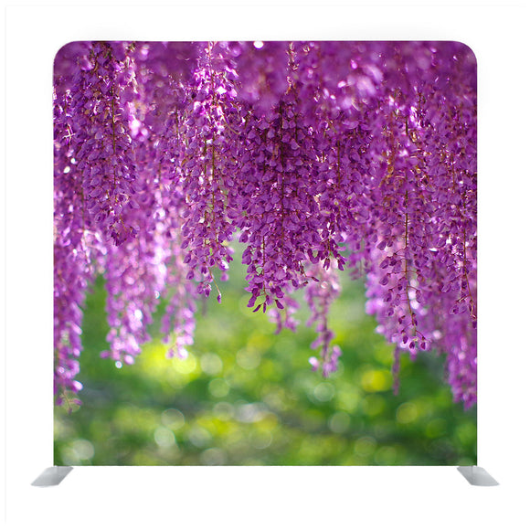 A wisteria flower in full bloom with a refreshing scent Background