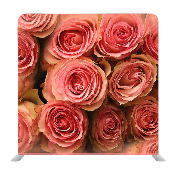 Beautiful pink roses Backdrop