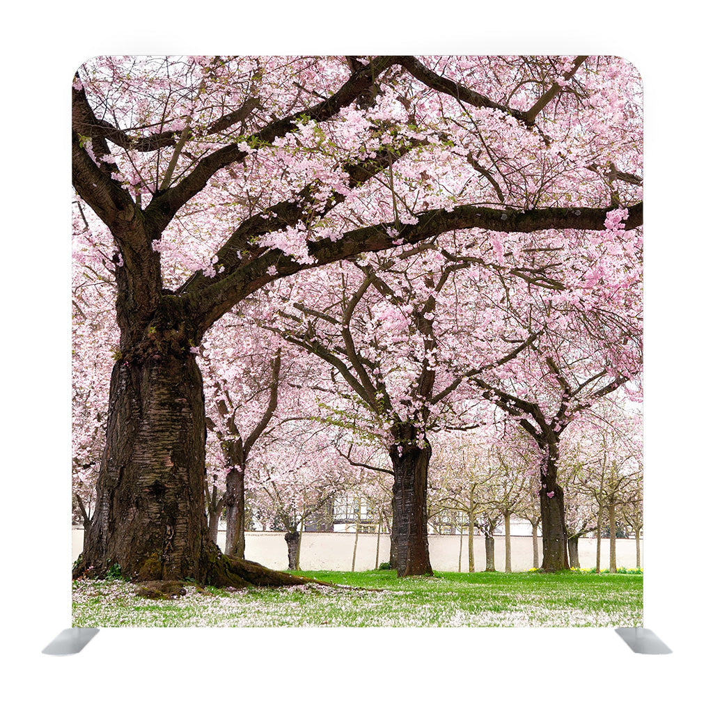 Blossoming Cherry Trees In An Ornamental Garden Background Media wall