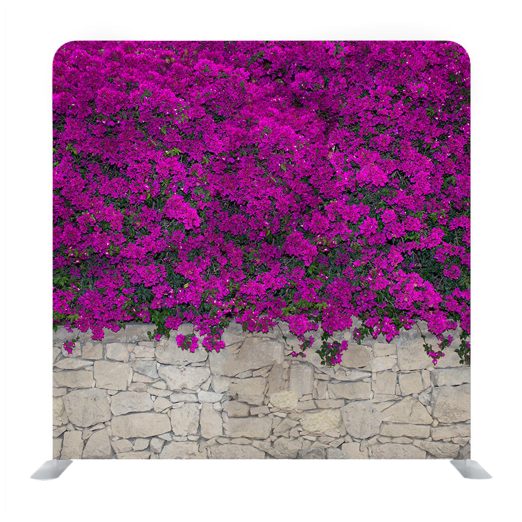 Purple Bougainville Flowers Blooming On Rock Wall Background Media Wall
